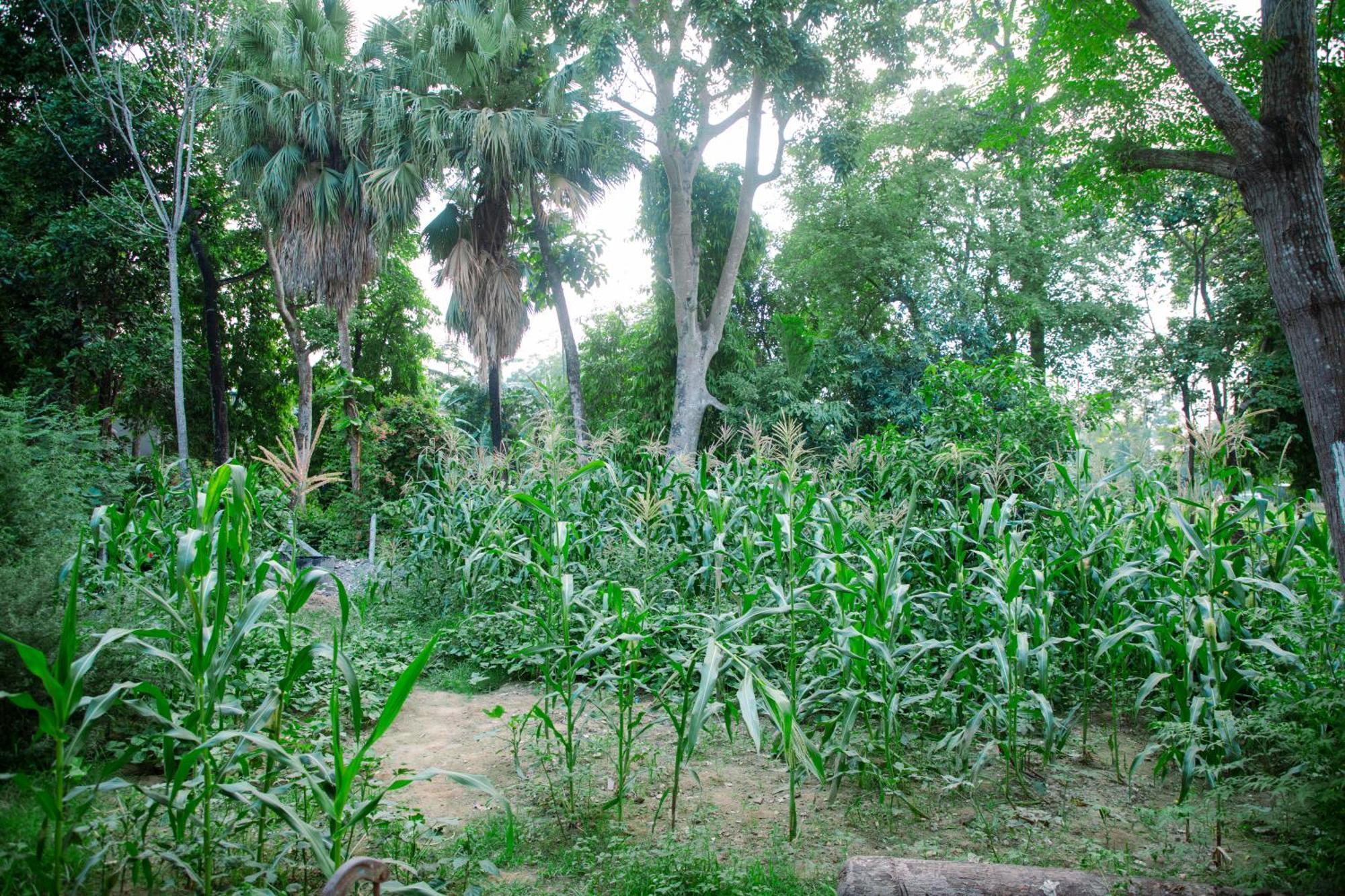 Hotel Shiva'S Dream Sauraha Exterior foto